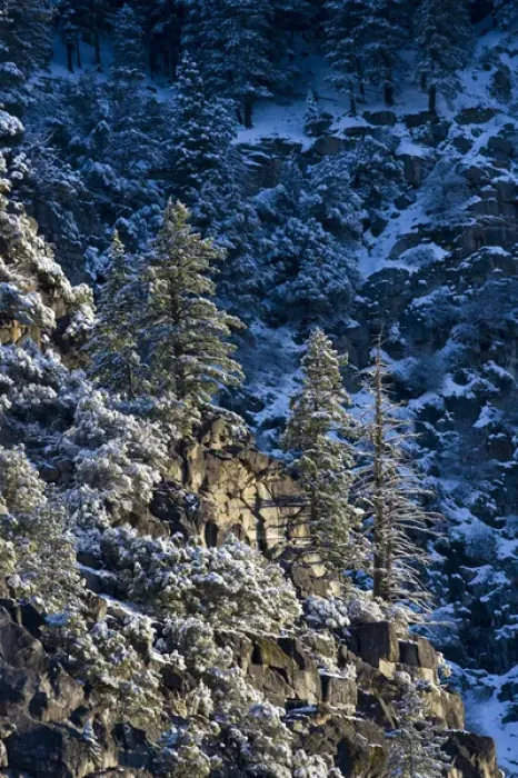 Framed Print : Early morning sun shines on ice and snow covered granite & pine trees at the top Framed Print : Early morning sun shines on ice and snow covered granite & pine trees at the top