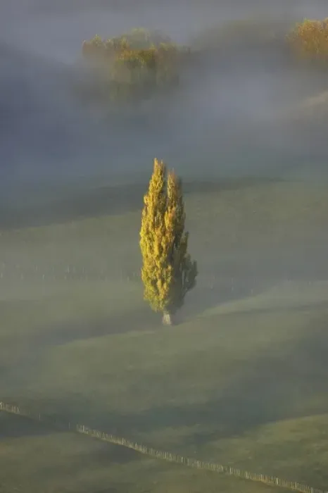 Framed Print : Early Morning View of Autumn Poplar Tree and Mist, seen from Te Mata Peak, Hawkes Bay Framed Print : Early Morning View of Autumn Poplar Tree and Mist, seen from Te Mata Peak, Hawkes Bay