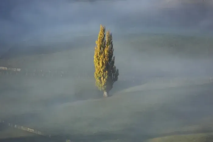 Framed Print : Early Morning View of Autumn Poplar Tree and Mist, seen from Te Mata Peak, Hawkes Bay Framed Print : Early Morning View of Autumn Poplar Tree and Mist, seen from Te Mata Peak, Hawkes Bay