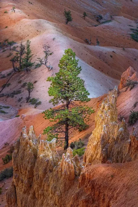 Framed Print : Early morning view of hoodoo formations Bryce Canyon National Park, Utah Framed Print : Early morning view of hoodoo formations Bryce Canyon National Park, Utah