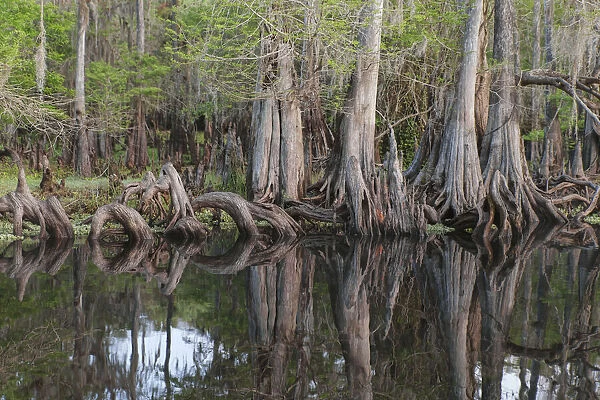 Early spring view of cypress trees reflecting on blackwater area of St. Johns River, central Florida