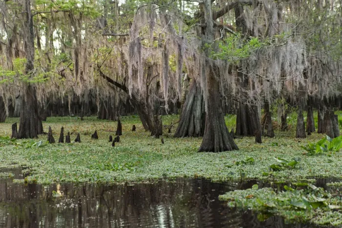 Framed Print : Early spring view of cypress trees reflecting on blackwater area of St. Johns River, central Florida Framed Print : Early spring view of cypress trees reflecting on blackwater area of St. Johns River, central Florida