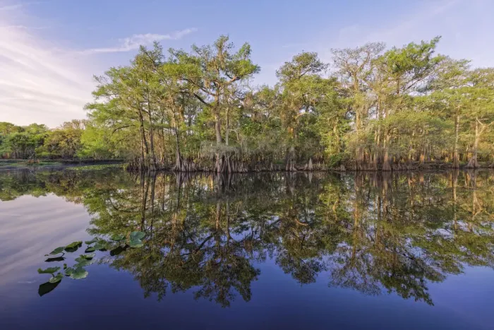 Framed Print : Early spring view of cypress trees reflecting on blackwater area of St. Johns River, central Florida Framed Print : Early spring view of cypress trees reflecting on blackwater area of St. Johns River, central Florida