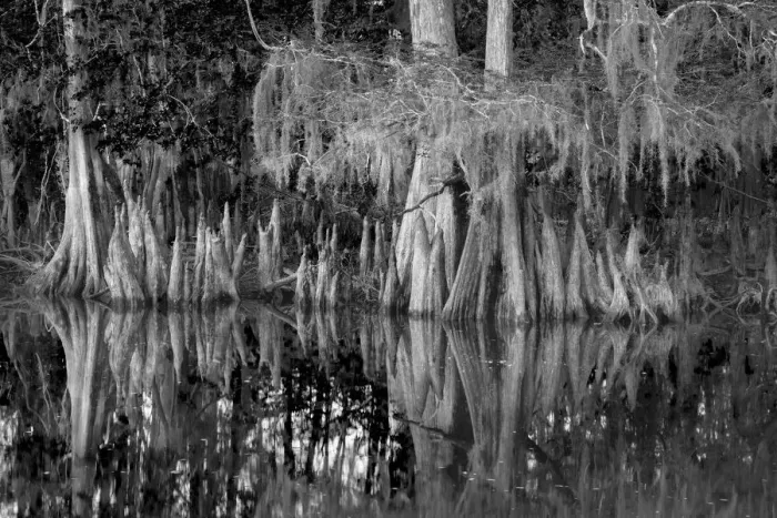 Framed Print : Early spring view of cypress trees reflecting on blackwater area of St. Johns River, central Florida Framed Print : Early spring view of cypress trees reflecting on blackwater area of St. Johns River, central Florida