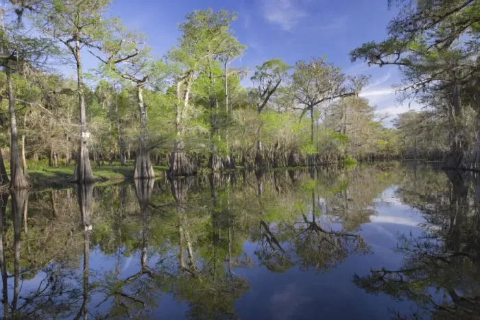 Framed Print : Early spring view of cypress trees reflecting on blackwater area of St. Johns River, central Florida Framed Print : Early spring view of cypress trees reflecting on blackwater area of St. Johns River, central Florida