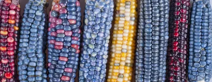 Framed Print : Ears of Native American corn (Zea mays) including Hopi Blue, Vadito Blue, Escondido Blue Framed Print : Ears of Native American corn (Zea mays) including Hopi Blue, Vadito Blue, Escondido Blue