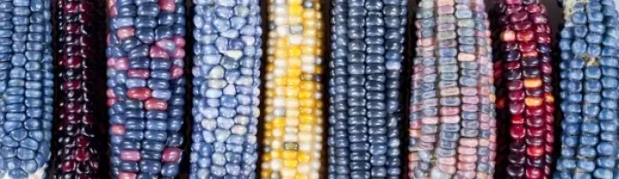 Framed Print : Ears of Native American corn (Zea mays) including Hopi Blue, Vadito Blue, Escondido Blue Framed Print : Ears of Native American corn (Zea mays) including Hopi Blue, Vadito Blue, Escondido Blue