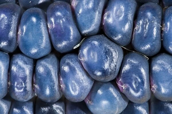 Two ears of Vadito Blue corn (Zea mays) are accompanied by Painted Mountain corn