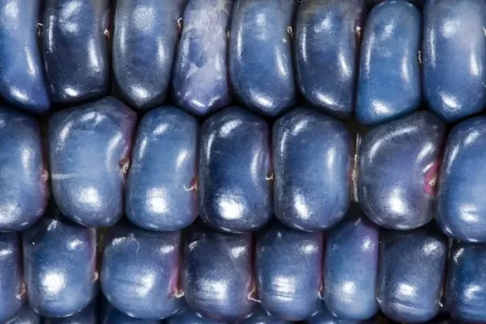 Framed Print : Two ears of Vadito Blue corn (Zea mays) are accompanied by Painted Mountain corn