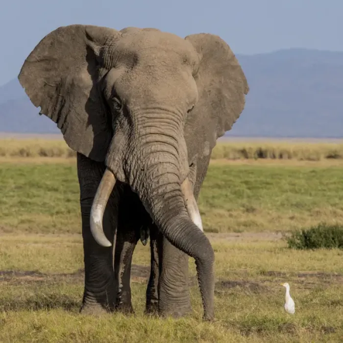 Framed Print : East Africa, Kenya, Amboseli National Park, elephant (Loxodanta africana) Framed Print : East Africa, Kenya, Amboseli National Park, elephant (Loxodanta africana)