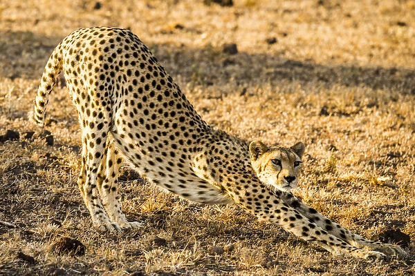 East Africa, Kenya, Amboseli National Park, female cheetah