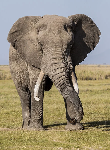 East Africa, Kenya, Amboseli National Park, elephant (Loxodanta africana)