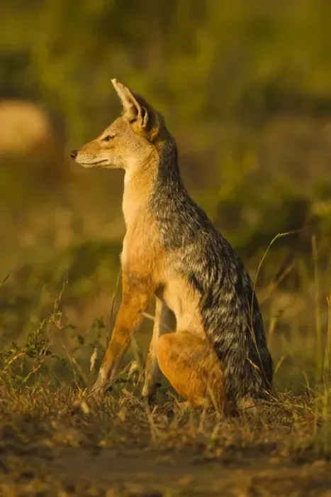 Framed Print : East Africa, Kenya, Masai Mara Game Reserve, Lower Mara, Black-backed Jackal, portrait Framed Print : East Africa, Kenya, Masai Mara Game Reserve, Lower Mara, Black-backed Jackal, portrait