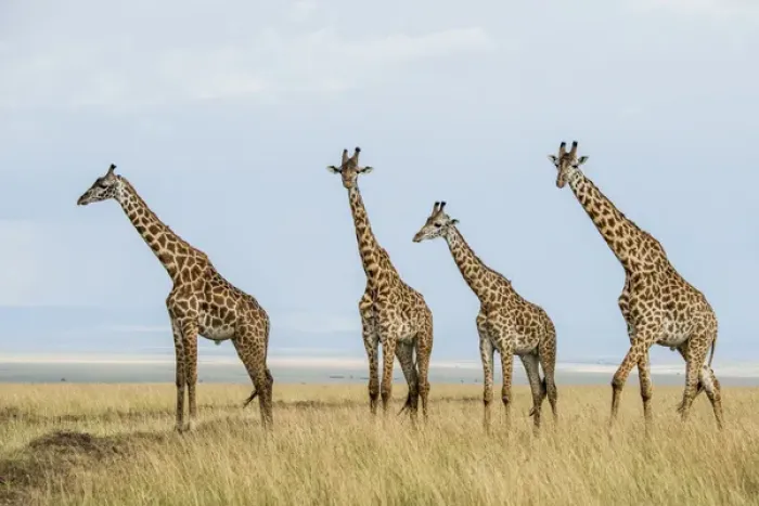 Framed Print : East Africa, Kenya, Msai Mara National Reserve, Mara Conservancy, Mara Triangle