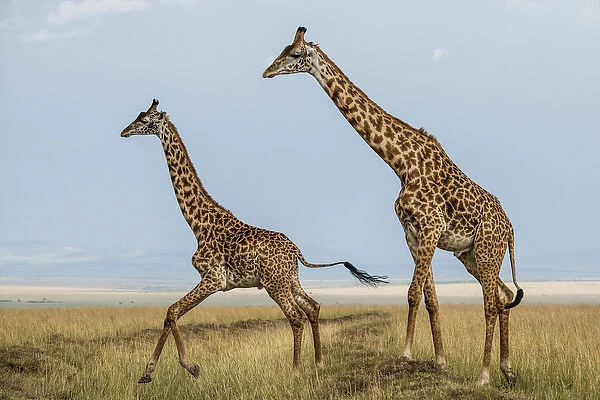 East Africa, Kenya, Msai Mara National Reserve, Mara Conservancy, Mara Triangle