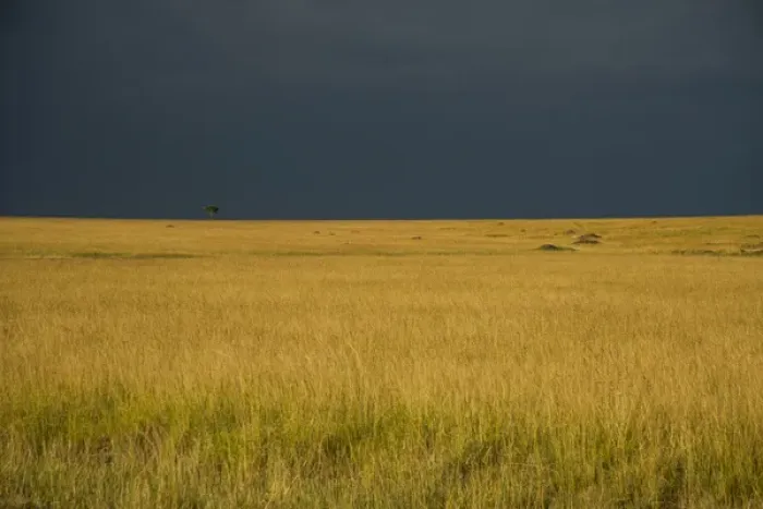 Framed Print : East Africa, Kenya, Msai Mara National Reserve, Mara Conservancy, Mara Triangle