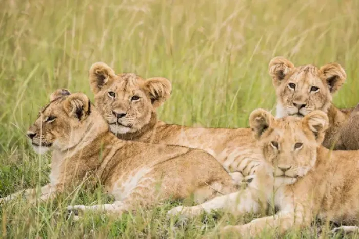 Framed Print : East Africa, Kenya, Msai Mara National Reserve, Mara Conservancy, Mara Triangle