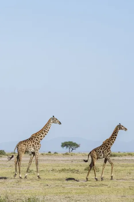 Framed Print : East Africa, Kenya, outside Amboseli National Park, Msai giraffe (Giraffa camelopardalis