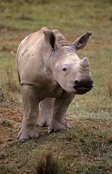 East Africa, Kenya. Young White Rhino