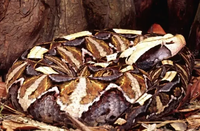 Framed Print : East African Gaboon Viper, Bitis gabonica, Native to Eastern Africa
