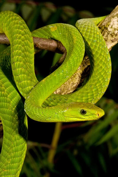 East African Green Mamba, Dendroaspis angusticeps, Native to Eastern Africa, Habitat