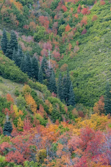 Framed Print : East Canyon near Salt Lake City, Utah. Colorful fall foliage