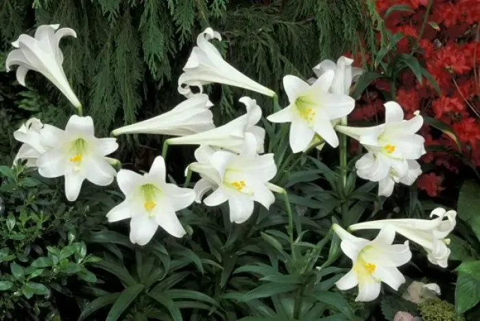 Framed Print : Easter Lily (Lilium regale) Framed Print : Easter Lily (Lilium regale)