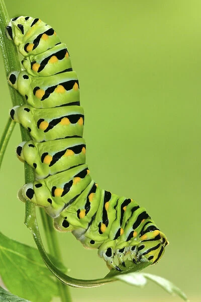 Eastern Black Swallowtail caterpillar on parsley, Papilio polyxenes Central Florida