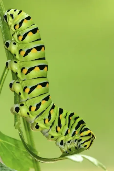 Framed Print : Eastern Black Swallowtail caterpillar on parsley, Papilio polyxenes Central Florida Framed Print : Eastern Black Swallowtail caterpillar on parsley, Papilio polyxenes Central Florida