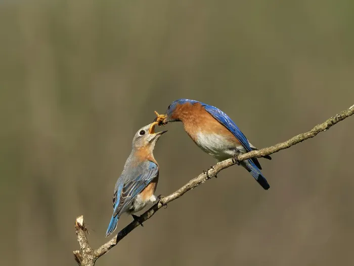 Framed Print : Eastern bluebird, Central Pennsylvania, Usa