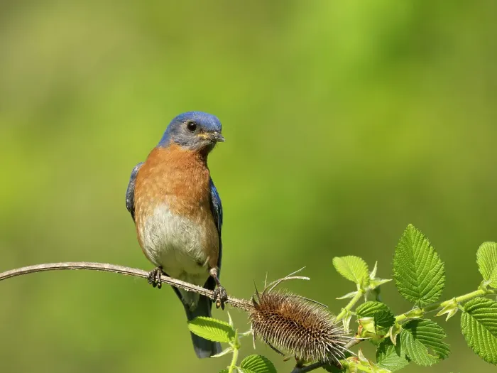 Framed Print : Eastern bluebird, Central Pennsylvania, Usa Framed Print : Eastern bluebird, Central Pennsylvania, Usa