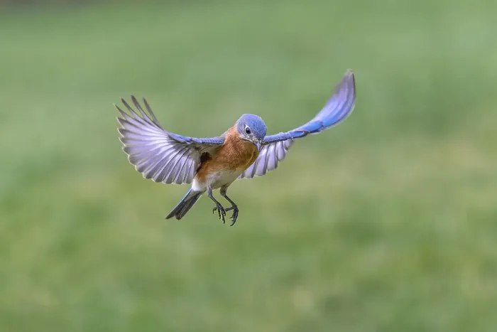 Framed Print : Eastern bluebird flying, Kentucky Framed Print : Eastern bluebird flying, Kentucky