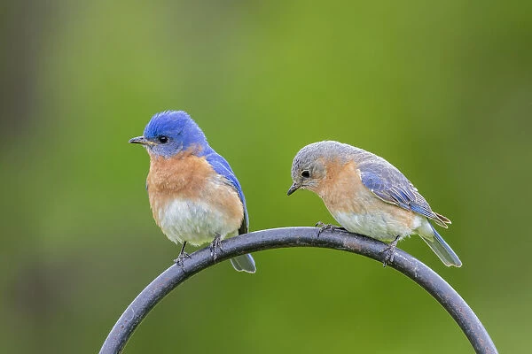 Eastern bluebird male and female on shepherds hook Marion County, Illinois