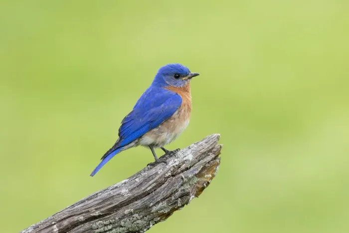 Framed Print : Eastern bluebird male on fence near flower garden Marion County, Illinois Framed Print : Eastern bluebird male on fence near flower garden Marion County, Illinois
