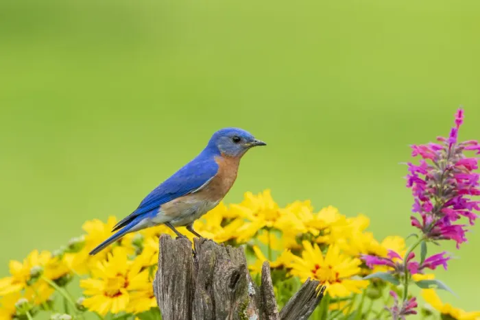Framed Print : Eastern bluebird male on fence post near flower garden Marion County, Illinois