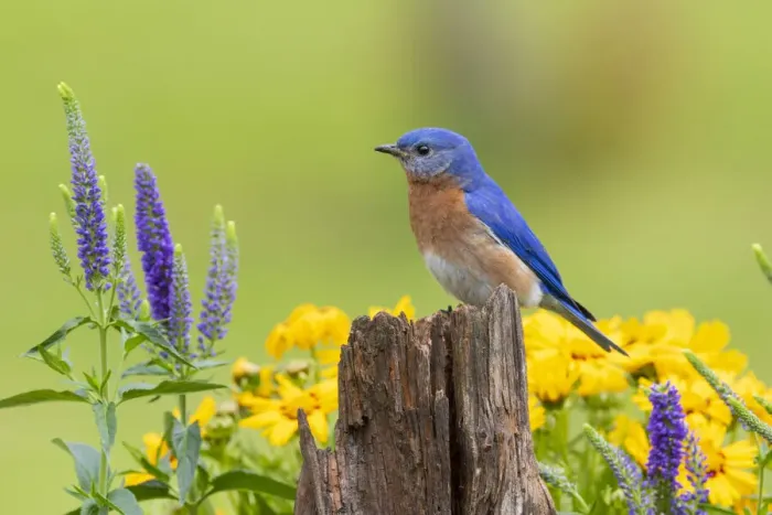 Framed Print : Eastern bluebird male on fence post near flower garden Marion County, Illinois Framed Print : Eastern bluebird male on fence post near flower garden Marion County, Illinois