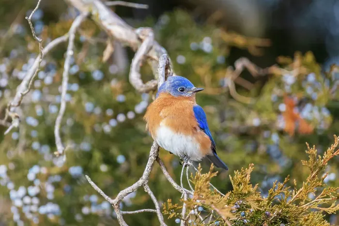 Framed Print : Eastern bluebird male in red cedar tree, Marion County, Illinois Framed Print : Eastern bluebird male in red cedar tree, Marion County, Illinois