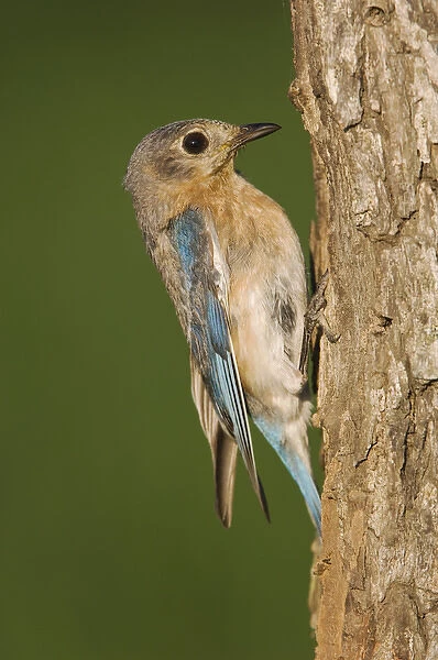Eastern Bluebird, Sialia sialis, female at nesting cavity, Willacy County, Rio Grande Valley