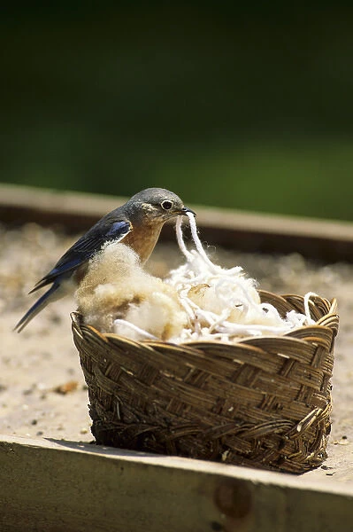 Eastern Bluebird (Sialia sialis) female gathering nesting material, IL