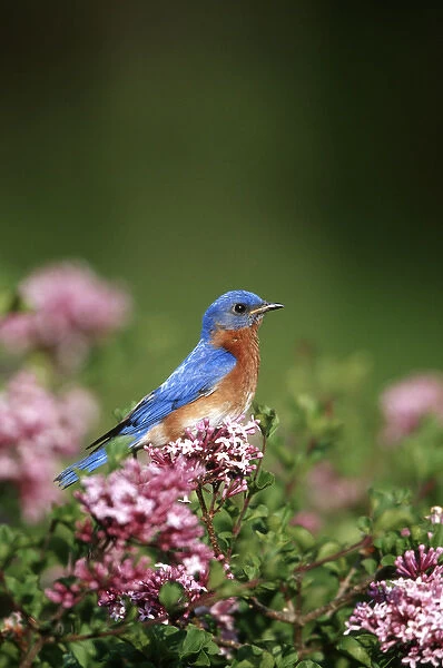 Eastern Bluebird (Sialia sialis) male in Dwarf Korean Lilac (Syringa meyeri Palibin )