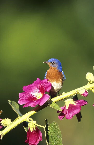 Eastern Bluebird (Sialia sialis) male on Hollyhock (Alcea rosea), Marion Co. IL