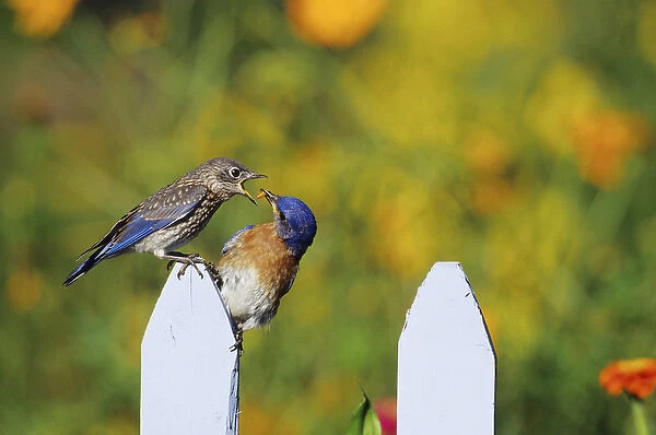 Eastern Bluebird (Sialia sialis) male feeding fledgling on picket fence near flower garden