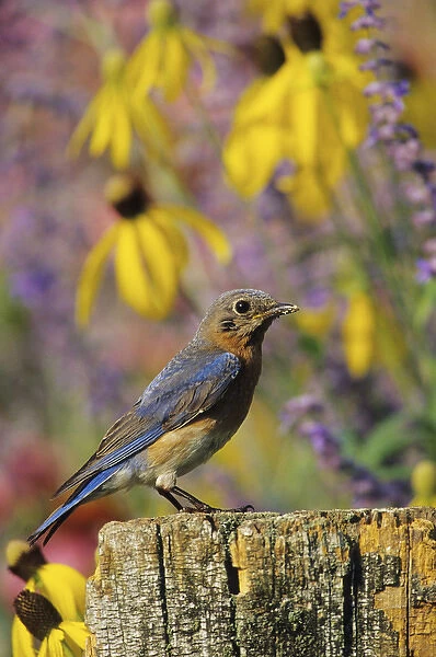 Eastern Bluebird (Sialia sialis) female on fence post in flower garden Marion Co. IL