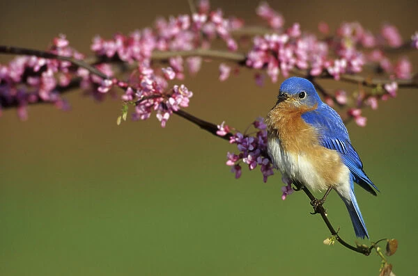 Eastern Bluebird (Sialia sialis) male in Redbud tree in spring Marion Co. IL