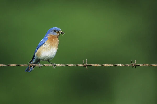 Eastern Bluebird (Sialia sialis) male on barbed wire fence with food IL