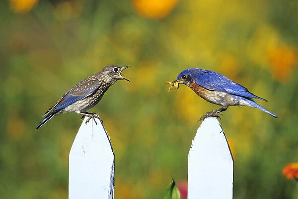 Eastern Bluebird (Sialia sialis) male feeding fledgling on picket fence near flower garden