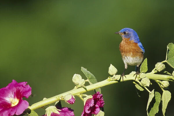 Eastern Bluebird (Sialia sialis) male on Hollyhock (Alcea rosea) Marion Co. IL