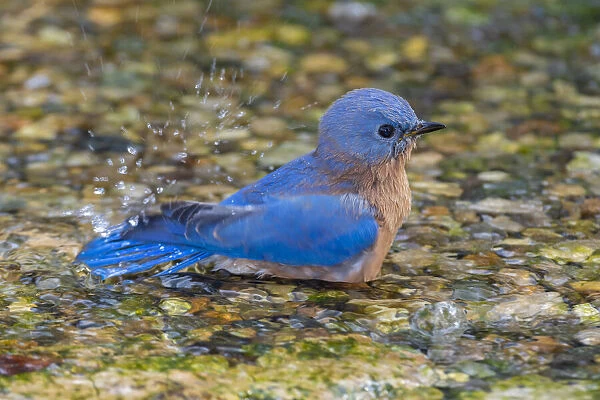 Eastern Bluebird (Sialia sialis) male bathing Marion County, Illinois