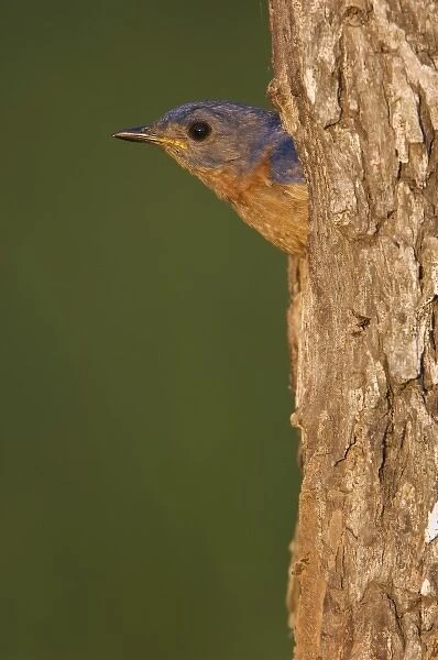 Eastern Bluebird, Sialia sialis, male in nesting cavity, Willacy County, Rio Grande Valley