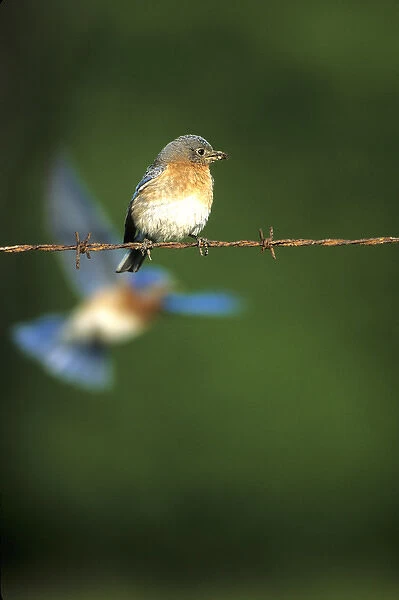 Eastern Bluebird (Sialia sialis) female on fence, male flying in background IL